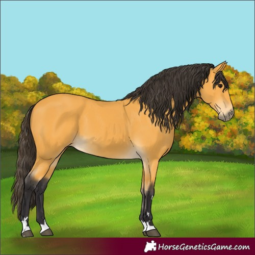 Horse Color:Buckskin 