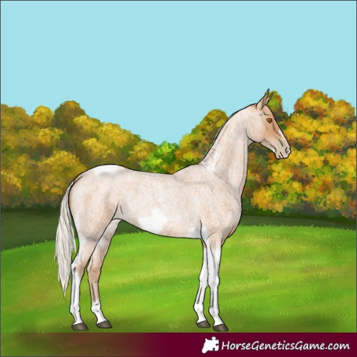 Horse Color:Silver Blue Roan Pearl Tobiano Frame