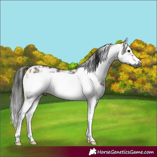 Horse Color:Gray Bay Dun Sabino Splash Frame 