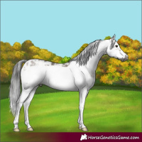 Horse Color:Gray Bay Dun Sabino Splash Frame 