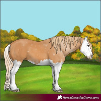 Horse Color:Chestnut Splash