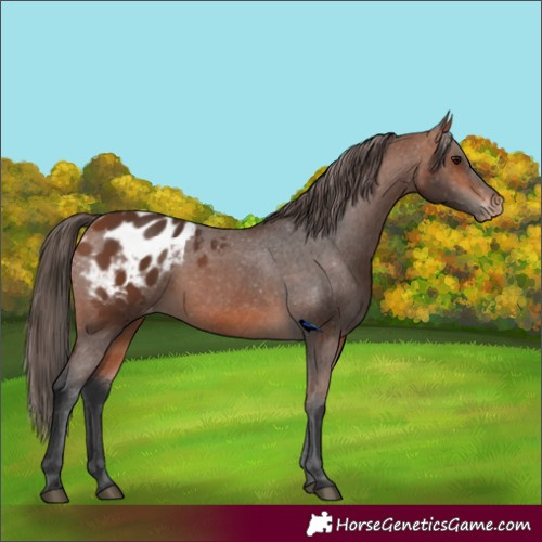 Horse Color:Bay Appaloosa 