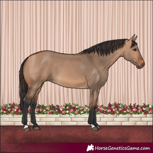 Horse Color:Bay Dun