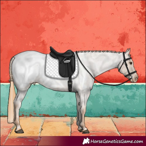 Horse Color:Red Roan Appaloosa 