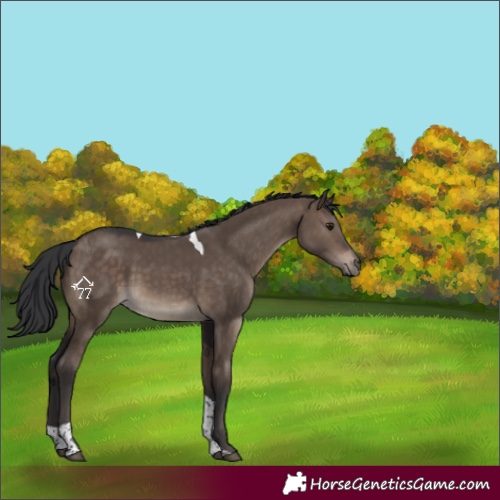 Horse Color:Brown Dun Tobiano