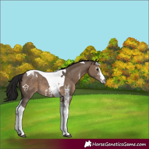 Horse Color:Gray Brown Dun Sabino Tobiano