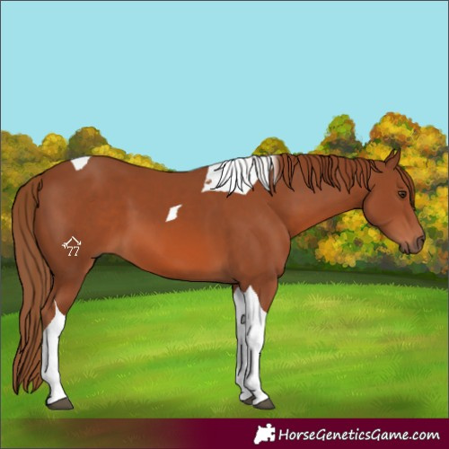 Horse Color:Chestnut Tobiano
