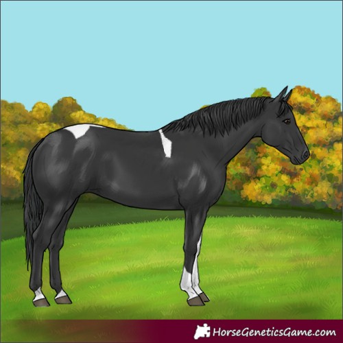 Horse Color:Black Tobiano Rabicano 