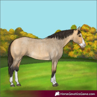 Horse Color:Buckskin Roan Dun Splash