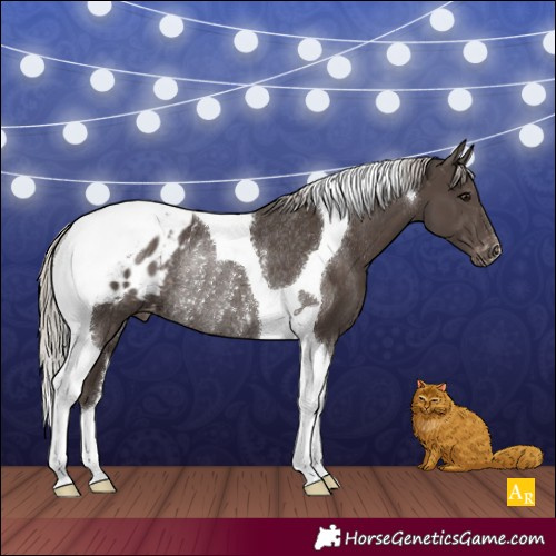 Horse Color:Silver Black Tobiano Appaloosa Rabicano