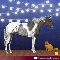 Horse Color:Silver Black Tobiano Appaloosa Rabicano