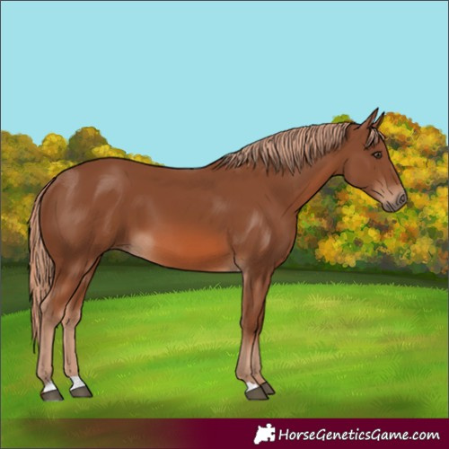 Horse Color:Chestnut 