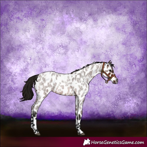 Horse Color:Gray Bay Roan Appaloosa 