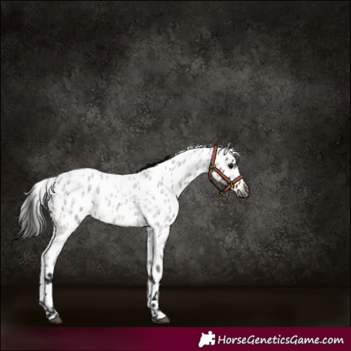 Horse Color:Gray Bay Roan Appaloosa 