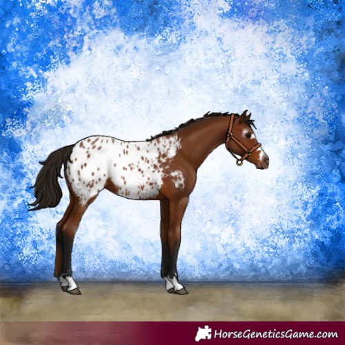 Horse Color:Gray Bay Blanket 