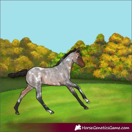 Horse Color:White Spotted Bay Roan