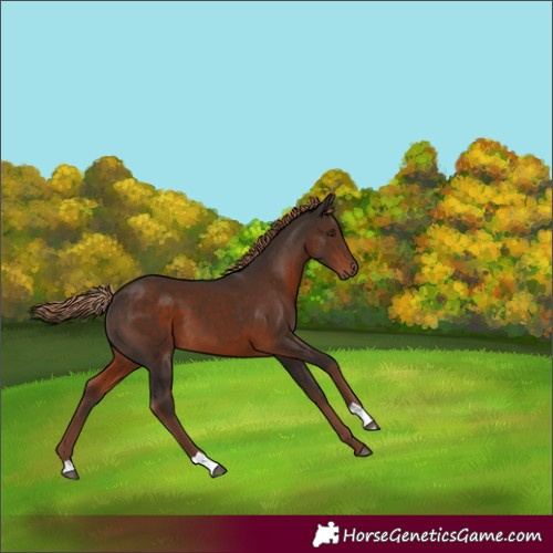 Horse Color:Liver Chestnut 