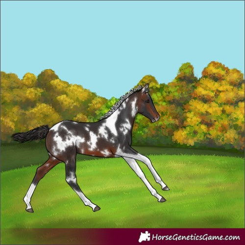 Horse Color:White Spotted Brown Tobiano 
