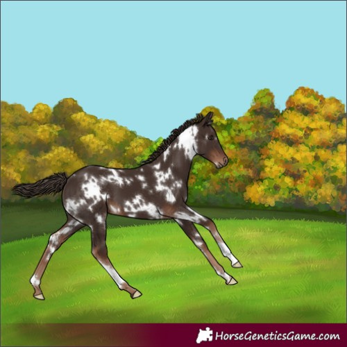 Horse Color:White Spotted Liver Chestnut 