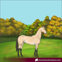 Horse Color:Buckskin 