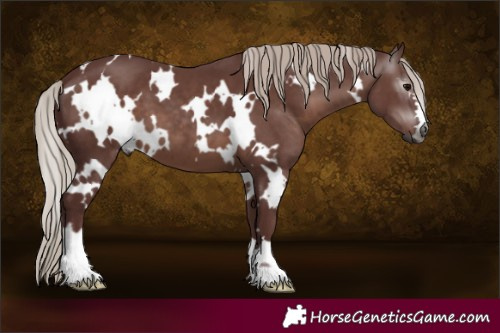 Horse Color:Gray White Spotted Chocolate Silver Black 