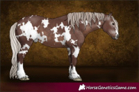 Horse Color:Gray White Spotted Chocolate Silver Black