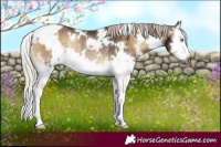 Horse Color:Gray White Spotted Silver Blue Onyx Splash Rabicano