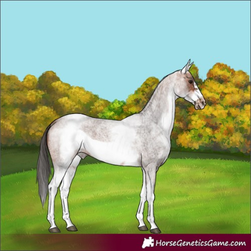 Horse Color:White Spotted Bay Roan Frame 