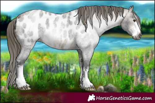 Horse Color:Gray White Spotted Buckskin Roan Mushroom Appaloosa 