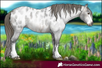 Horse Color:Gray White Spotted Buckskin Roan Mushroom Blanket 