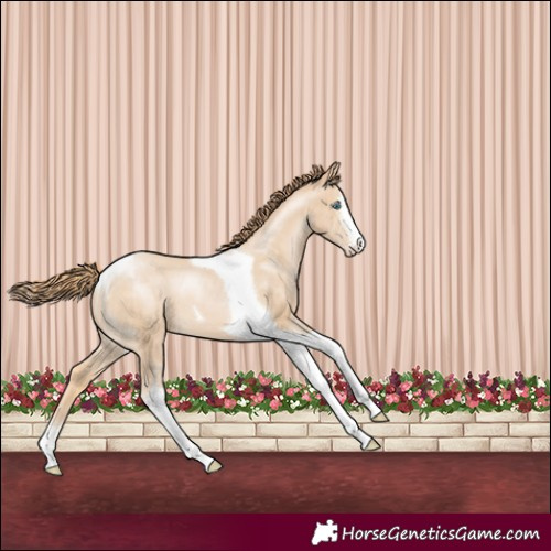 Horse Color:Buckskin Pearl Sabino Tobiano Varnish 