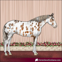Horse Color:Chocolate Palomino Sabino Appaloosa