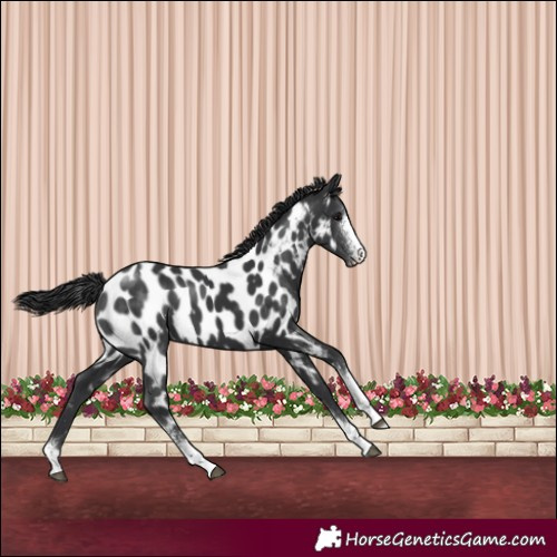 Horse Color:Black Sabino Appaloosa 
