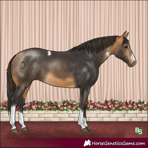 Horse Color:Buckskin Sabino Tobiano 