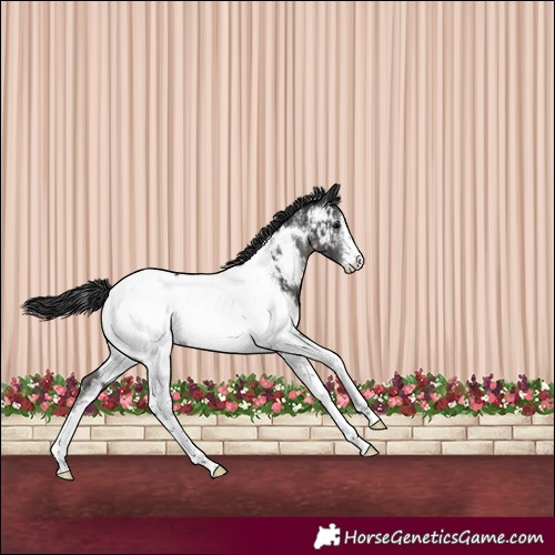 Horse Color:Black Sabino Tobiano Near Fewspot Rabicano 