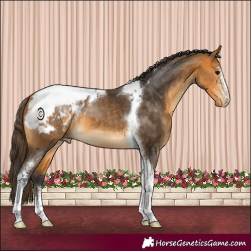 Horse Color:Buckskin Sabino Tobiano Appaloosa
