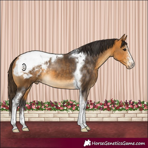 Horse Color:Buckskin Sabino Tobiano Appaloosa