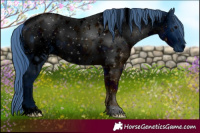 Horse Color:ERROR: UNKNOWN ANOMALY