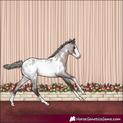 Horse Color:Silver Brown Roan Sabino Frame Appaloosa 