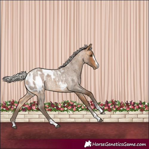 Horse Color:Silver Buckskin Roan Appaloosa 