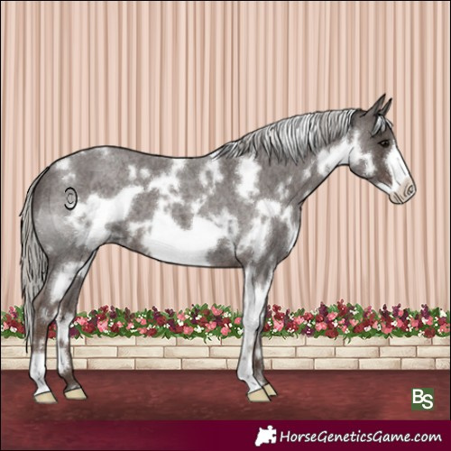 Horse Color:White Spotted Silver Blue Roan Frame 