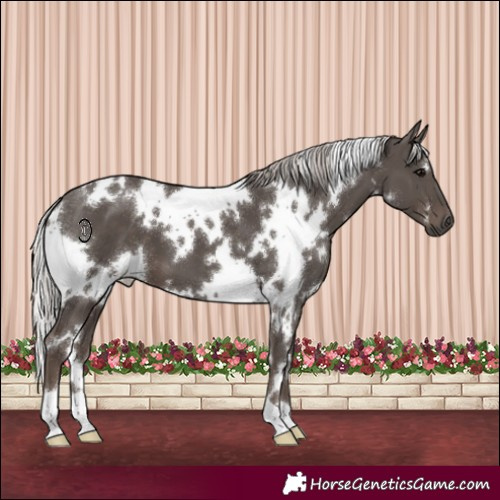 Horse Color:White Spotted Silver Black 