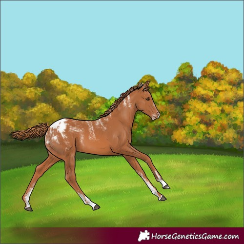 Horse Color:Powder White Chestnut Appaloosa