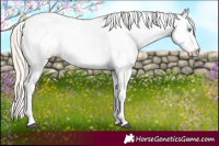 Horse Color:White Spotted Chocolate Palomino Snowdrop Sabino Appaloosa 