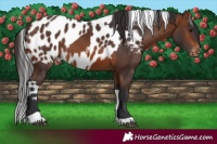 Horse Color:Brown Tobiano Skewed LP Spotted