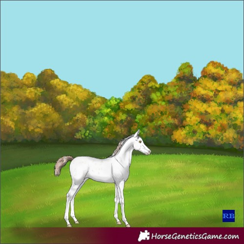 Horse Color:Gold Champagne Sabino Splash