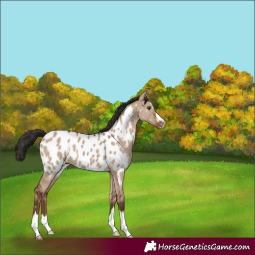 Horse Color:Liver Red Dun Near Leopard