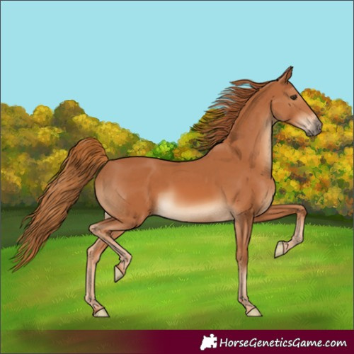 Horse Color:Chestnut 
