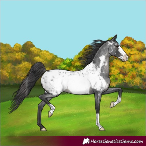 Horse Color:Blue Roan Frame Appaloosa Rabicano 