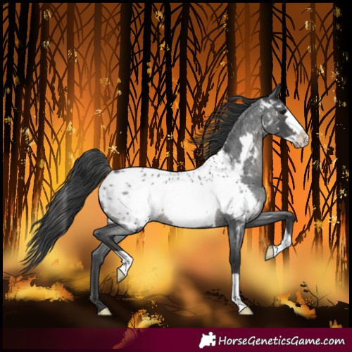 Horse Color:Blue Roan Frame Near Leopard Rabicano 